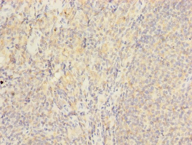 HVCN1 Antibody in Immunohistochemistry (Paraffin) (IHC (P))