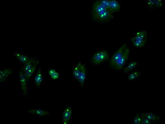 Lass5 Antibody in Immunocytochemistry (ICC/IF)