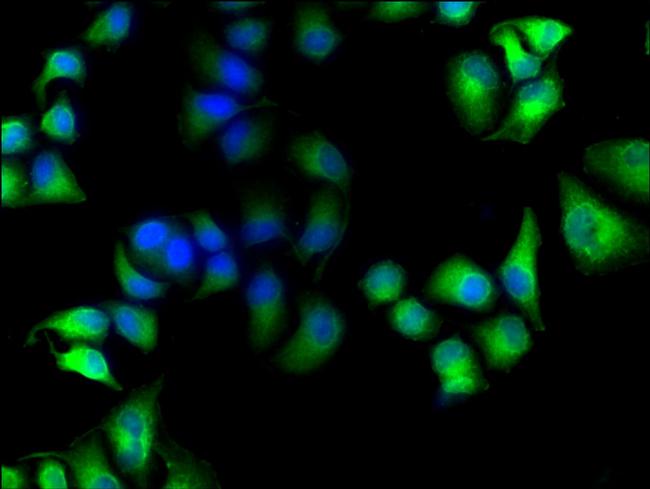 MICAL1 Antibody in Immunocytochemistry (ICC/IF)