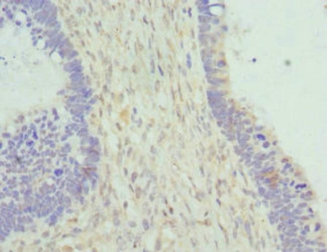 Cytohesin 2 Antibody in Immunohistochemistry (Paraffin) (IHC (P))