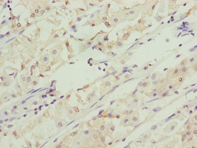 RNF5 Antibody in Immunohistochemistry (Paraffin) (IHC (P))