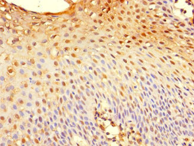 GILZ Antibody in Immunohistochemistry (Paraffin) (IHC (P))