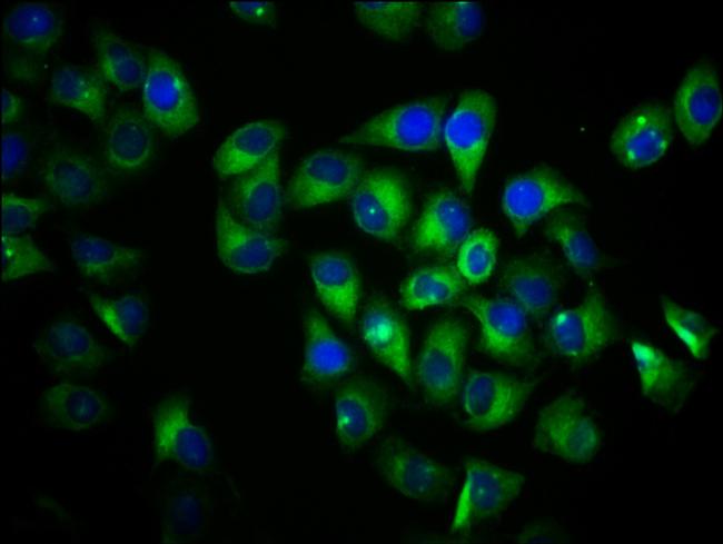 VN1R1 Antibody in Immunocytochemistry (ICC/IF)