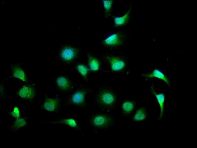 CPNE7 Antibody in Immunocytochemistry (ICC/IF)