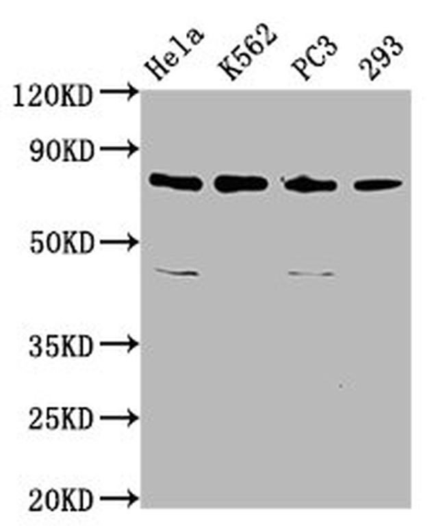 C12orf11 Antibody in Western Blot (WB)