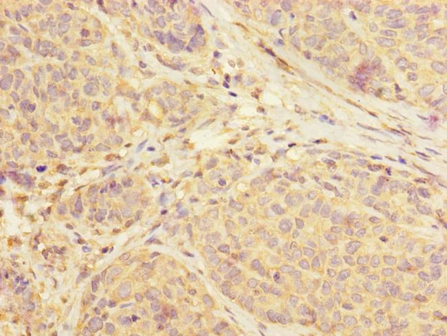 SUCLA2 Antibody in Immunohistochemistry (Paraffin) (IHC (P))