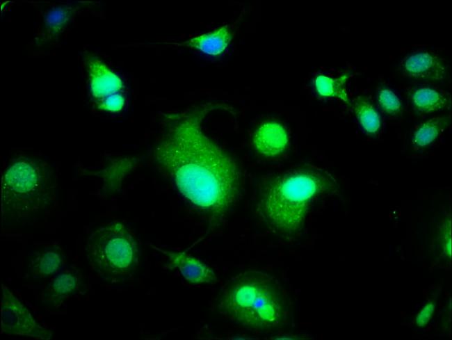 WWOX Antibody in Immunocytochemistry (ICC/IF)