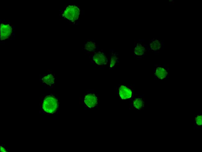 NUP85 Antibody in Immunocytochemistry (ICC/IF)