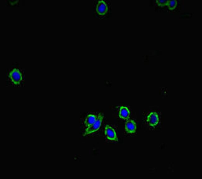 XKR8 Antibody in Immunocytochemistry (ICC/IF)