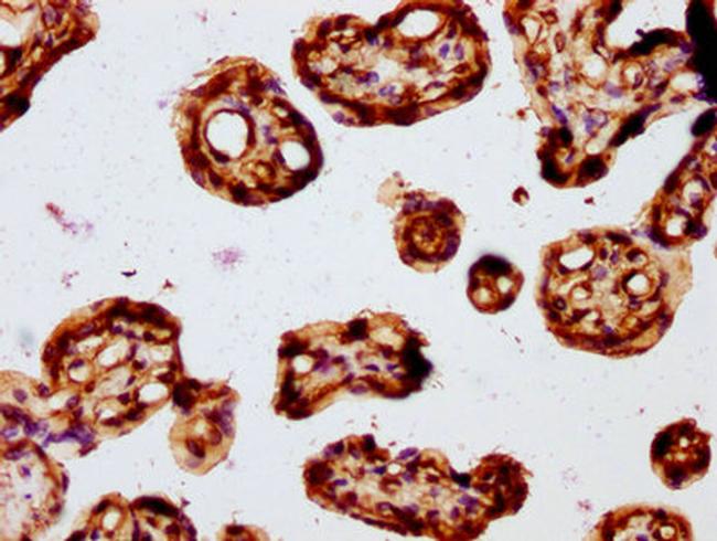 FZD3 Antibody in Immunohistochemistry (Paraffin) (IHC (P))