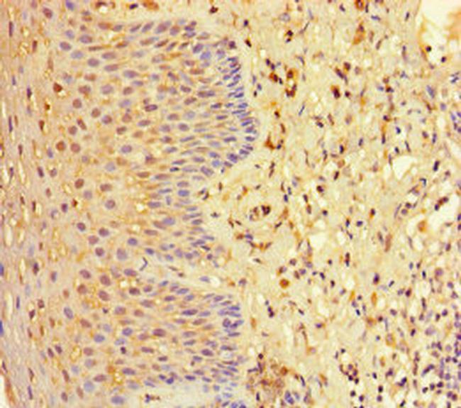 EHD1 Antibody in Immunohistochemistry (Paraffin) (IHC (P))