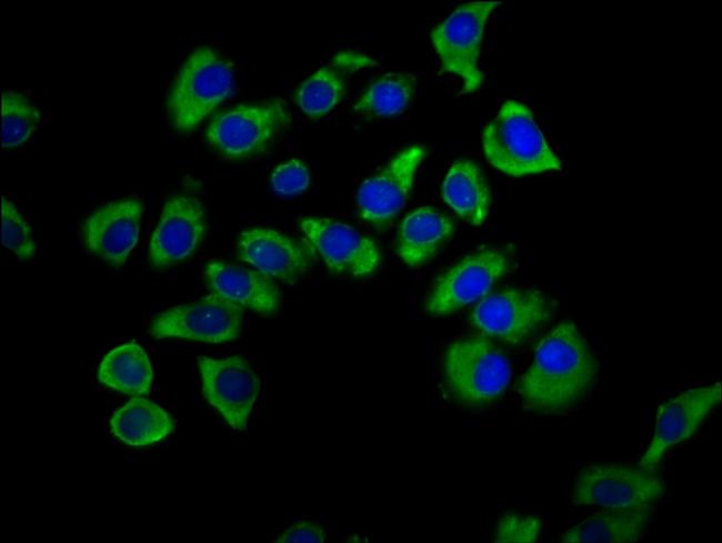 SNX12 Antibody in Immunocytochemistry (ICC/IF)