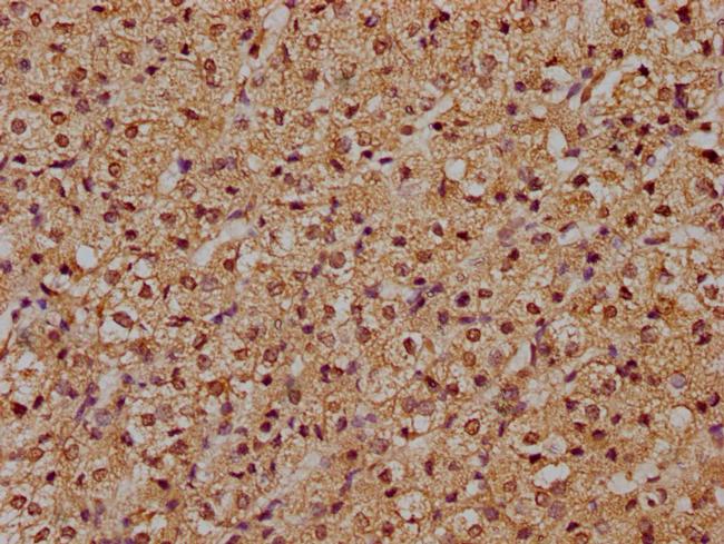 RFNG Antibody in Immunohistochemistry (Paraffin) (IHC (P))