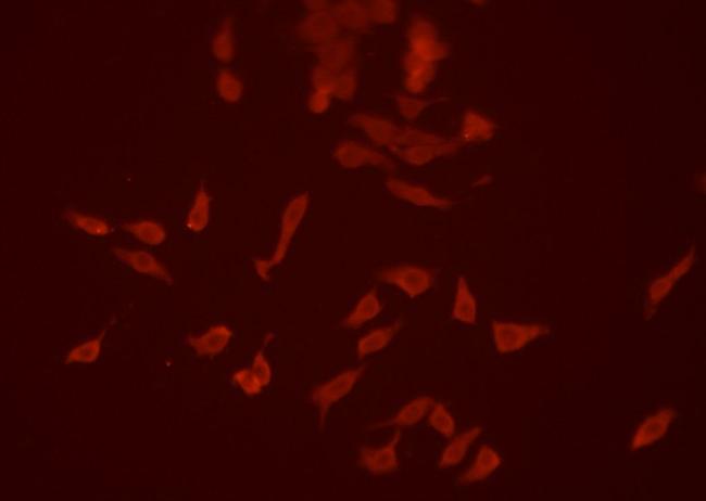 SIRP alpha Antibody in Immunocytochemistry (ICC/IF)