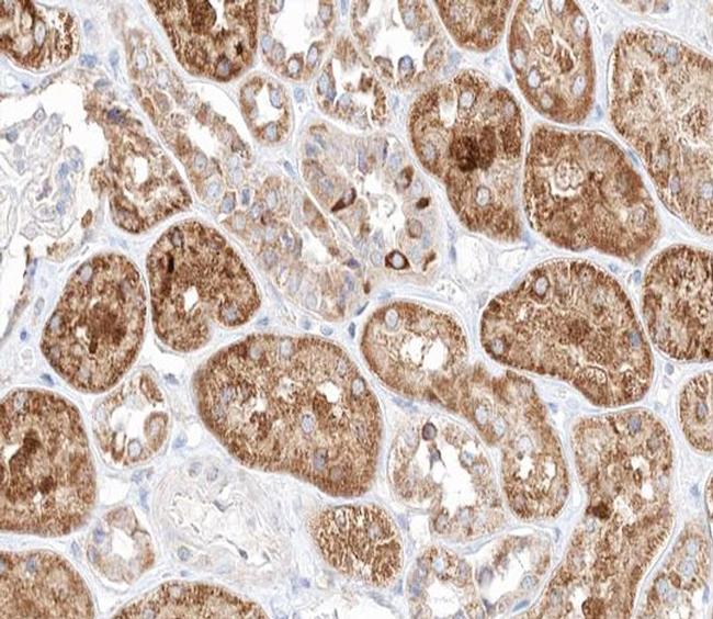 TGF beta-3 Antibody in Immunohistochemistry (Paraffin) (IHC (P))