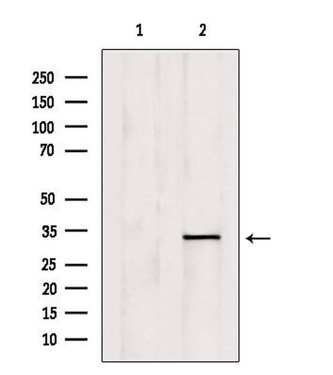 OVOL1 Antibody in Western Blot (WB)