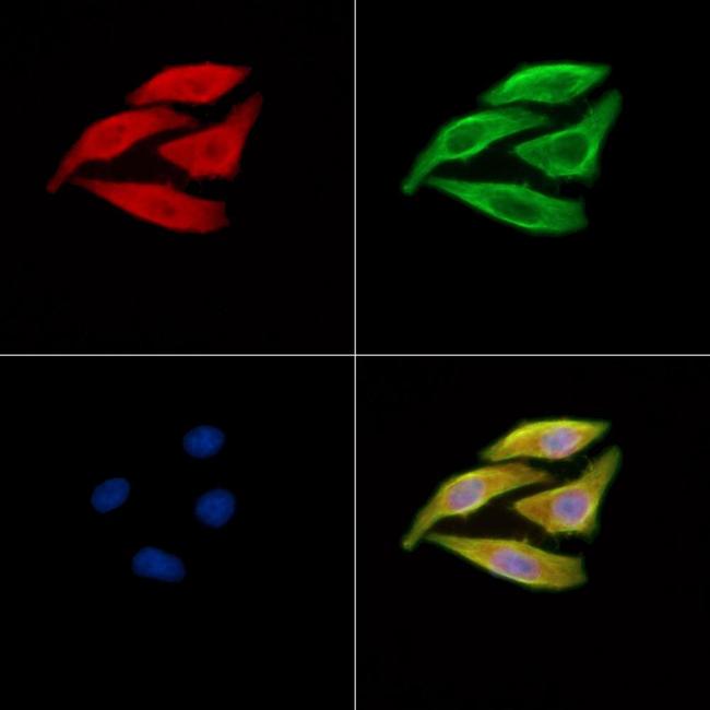 SERC1 Antibody in Immunocytochemistry (ICC/IF)