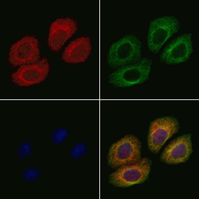 NT5C3A Antibody in Immunocytochemistry (ICC/IF)