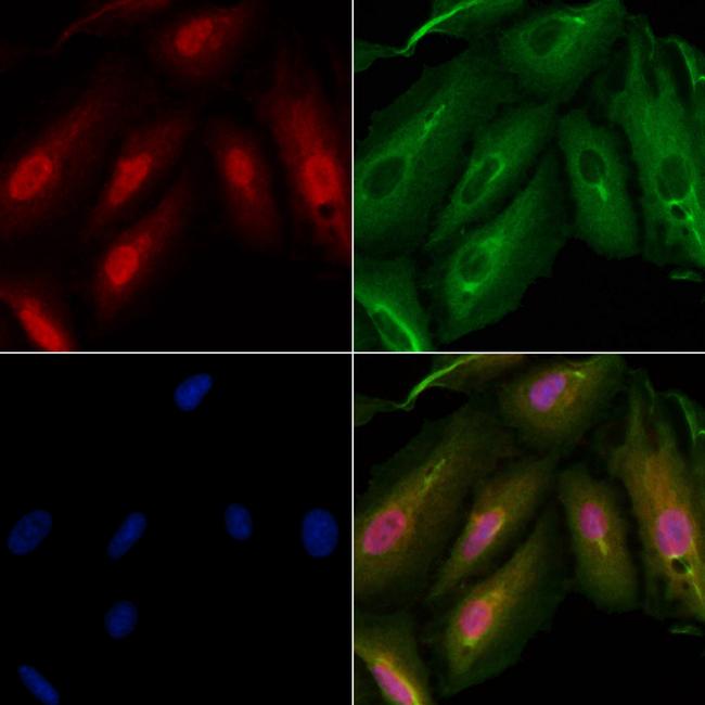 ARMX3 Antibody in Immunocytochemistry (ICC/IF)