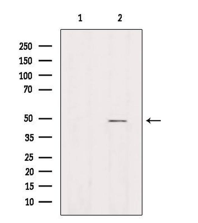 AZI2 Antibody in Western Blot (WB)