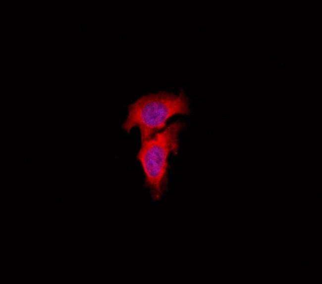 eIF3l Antibody in Immunocytochemistry (ICC/IF)