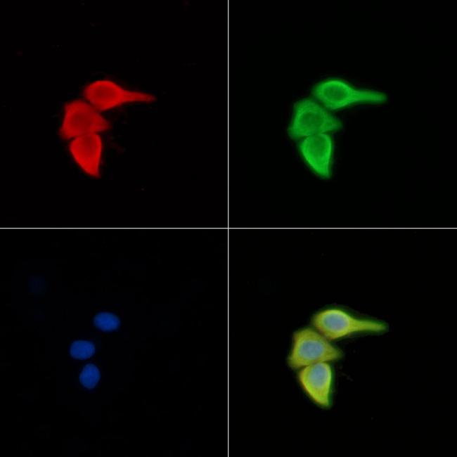 ERGIC3 Antibody in Immunocytochemistry (ICC/IF)