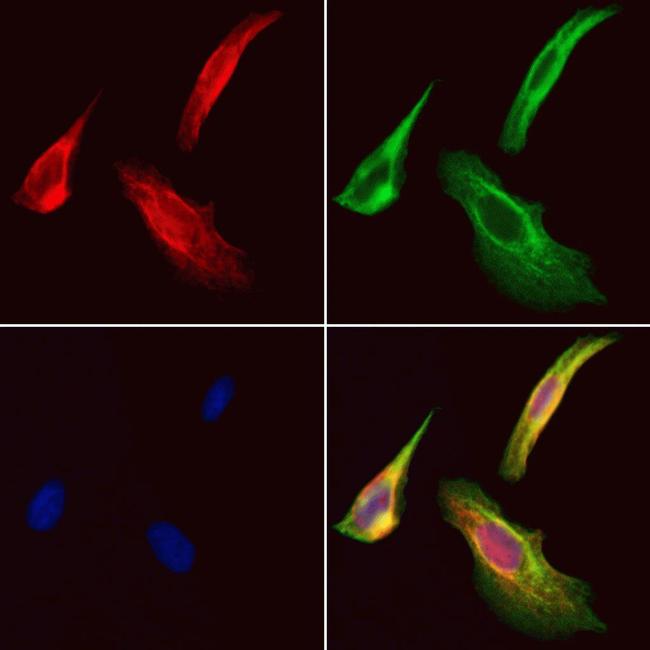 STARD13 Antibody in Immunocytochemistry (ICC/IF)