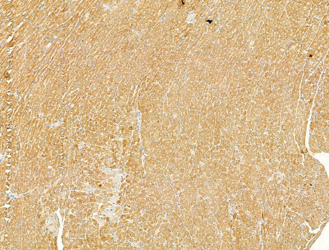 Caspase 1 p20 (Cleaved Asp296) Antibody in Immunohistochemistry (Paraffin) (IHC (P))