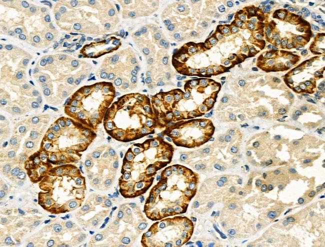 Connexin 45 Antibody in Immunohistochemistry (Paraffin) (IHC (P))