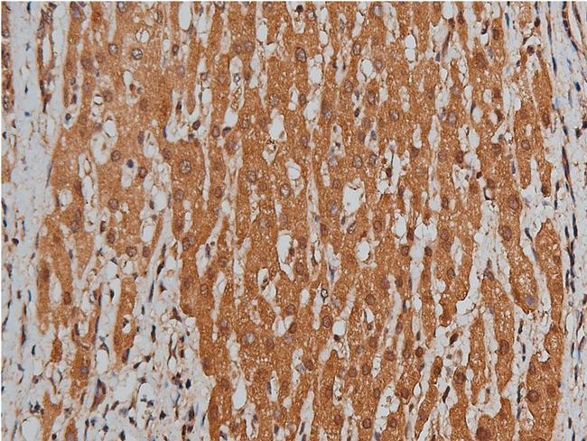 BMP-3 Antibody in Immunohistochemistry (Paraffin) (IHC (P))