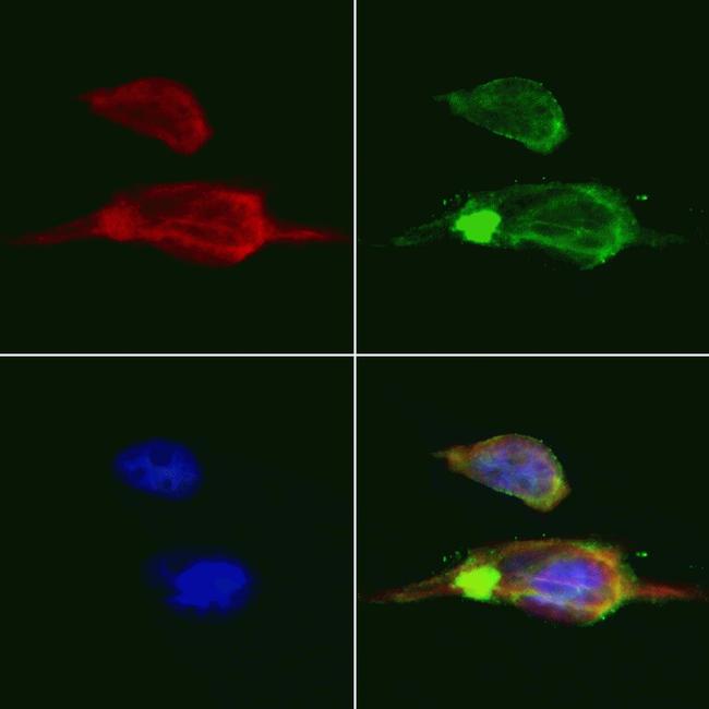 Cathepsin G Antibody in Immunocytochemistry (ICC/IF)