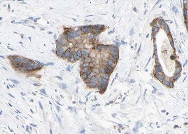 Claudin 6 Antibody in Immunohistochemistry (Paraffin) (IHC (P))