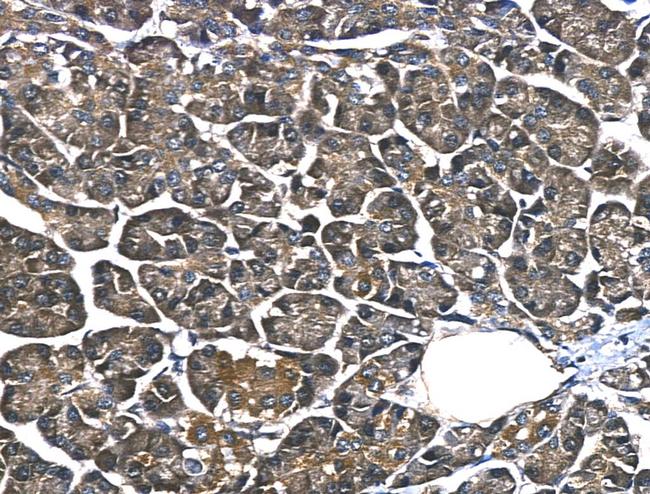 HnRNP Q Antibody in Immunohistochemistry (Paraffin) (IHC (P))