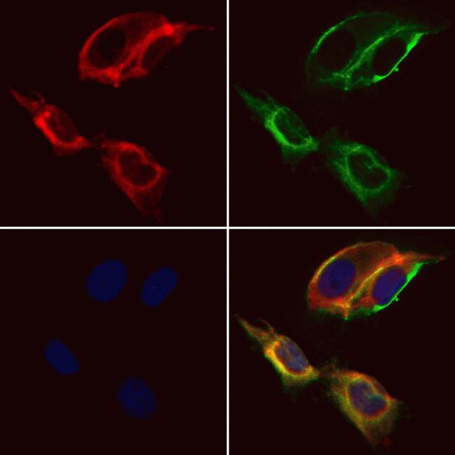 SLC16A3 Antibody in Immunocytochemistry (ICC/IF)