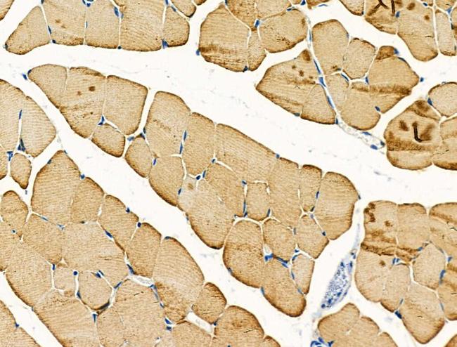 QRFPR Antibody in Immunohistochemistry (Paraffin) (IHC (P))