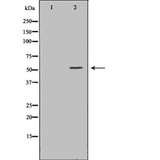 TrxR2 Antibody in Western Blot (WB)