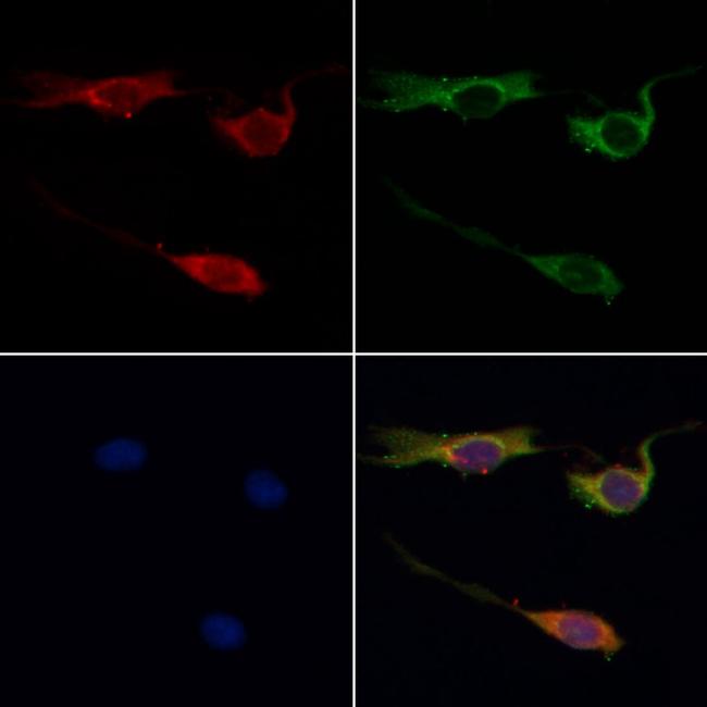 HTR1A Antibody in Immunocytochemistry (ICC/IF)