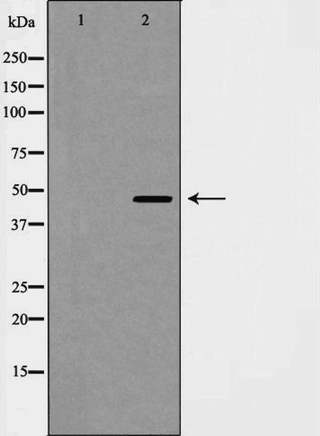 Cyclin E2 Antibody in Western Blot (WB)