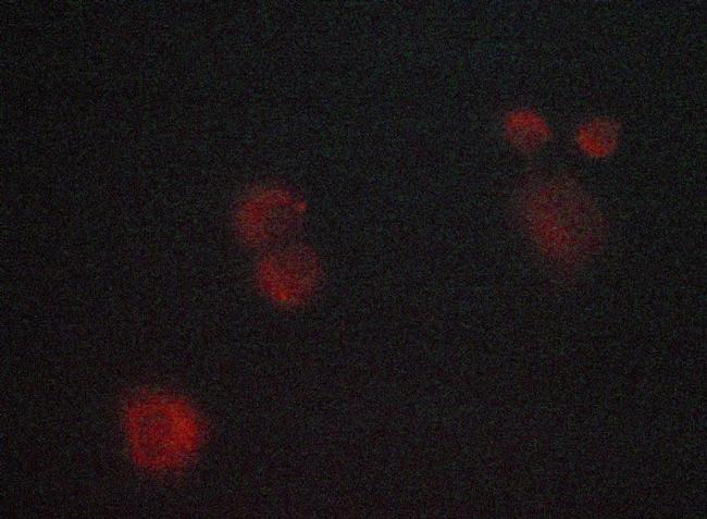 JNK1/JNK2/JNK3 Antibody in Immunocytochemistry (ICC/IF)