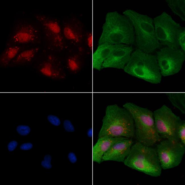 SMAD2/SMAD3 Antibody in Immunocytochemistry (ICC/IF)