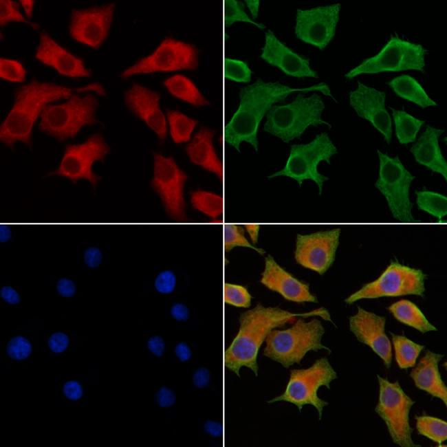 Acetyl-CoA Carboxylase Antibody in Immunocytochemistry (ICC/IF)