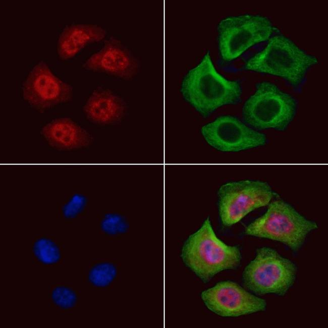 GRF-1 Antibody in Immunocytochemistry (ICC/IF)