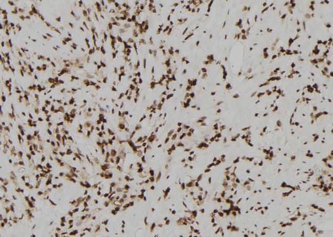 Acrosin Antibody in Immunohistochemistry (Paraffin) (IHC (P))