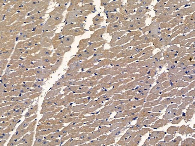 BEGAIN Antibody in Immunohistochemistry (Paraffin) (IHC (P))