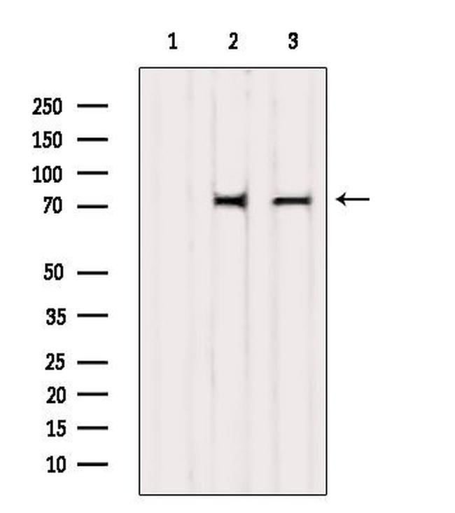 GBP4 Antibody in Western Blot (WB)