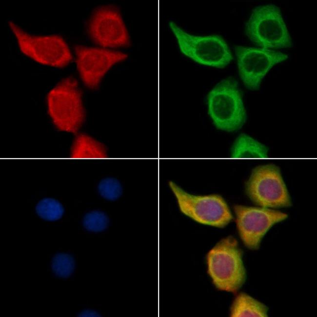 CD171 Antibody in Immunocytochemistry (ICC/IF)