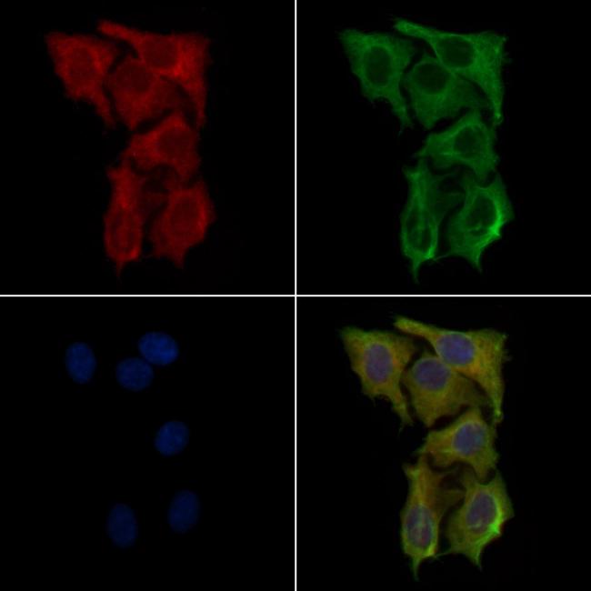 RRH Antibody in Immunocytochemistry (ICC/IF)