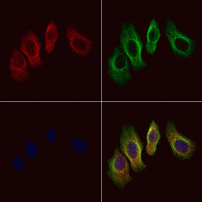 AGFG2 Antibody in Immunocytochemistry (ICC/IF)