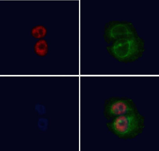 USP36 Antibody in Immunocytochemistry (ICC/IF)