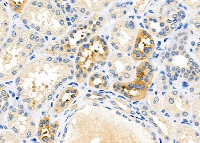 USP40 Antibody in Immunohistochemistry (Paraffin) (IHC (P))